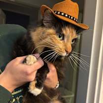 Thumbnail photo of Dodo #2