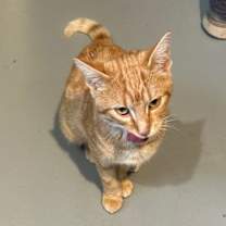 Thumbnail photo of Clementine - Moquah #1