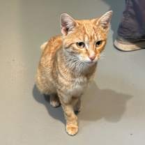 Thumbnail photo of Clementine - Moquah #2