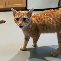 Thumbnail photo of Clementine - Moquah #3