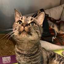 Thumbnail photo of Mistletoe #1