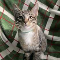 Thumbnail photo of Corky #2