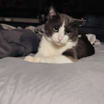 Thumbnail photo of Jasper #3