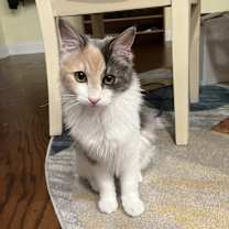 Thumbnail photo of Scarlet #1