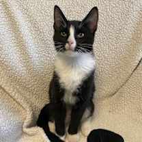 Thumbnail photo of Hammy #1