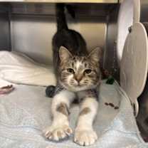 Thumbnail photo of Wiggle Worm #2