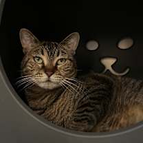 Thumbnail photo of Nala #1