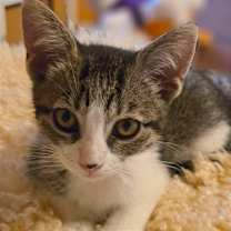 Thumbnail photo of Ruby #1