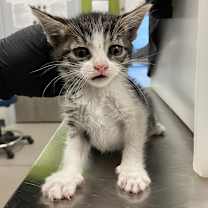 Thumbnail photo of Ruby #2