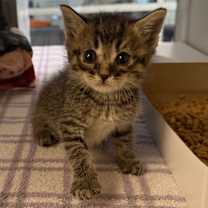 Thumbnail photo of Freddy #3