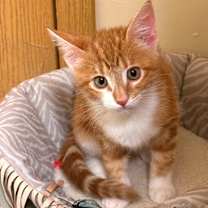 Thumbnail photo of Bevo #1