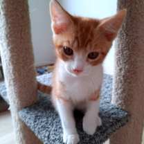 Thumbnail photo of Homer #1