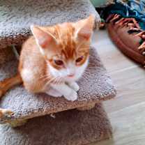 Thumbnail photo of Homer #2