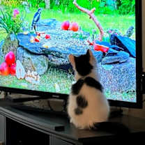 Thumbnail photo of Autumn #4