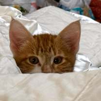 Thumbnail photo of Bevo #4