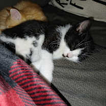 Thumbnail photo of Falcon #2