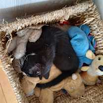 Thumbnail photo of Fangtooth #3