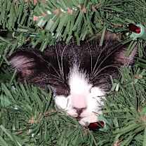 Thumbnail photo of Falcon #3