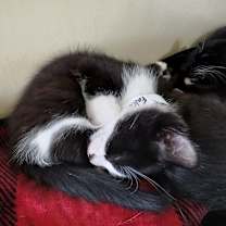 Thumbnail photo of Falcon #4