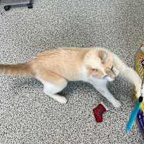 Thumbnail photo of Snowflake #3