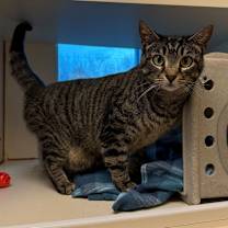 Thumbnail photo of Cosmik  #1