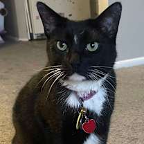 Thumbnail photo of Shadow #1