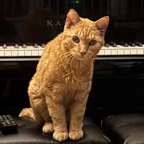 Thumbnail photo of Pumpkin #1