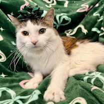 Thumbnail photo of Eli #2