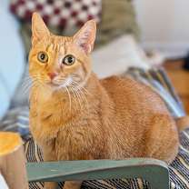 Thumbnail photo of Missy #1