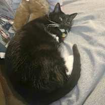 Thumbnail photo of Shadow #2