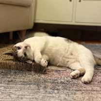 Thumbnail photo of Glameow #2