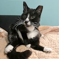 Thumbnail photo of Chip #3