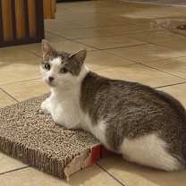 Thumbnail photo of Glameow #3