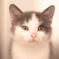 Thumbnail photo of Sir Theodore #3