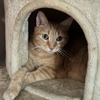 Thumbnail photo of Missy #4