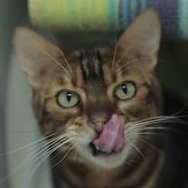 Thumbnail photo of Silky Boy #1