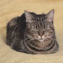 Thumbnail photo of Cool Aunt Vanya  #3