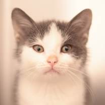 Thumbnail photo of Sir Theodore #4