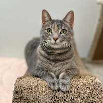 Thumbnail photo of Nero #1