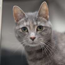 Thumbnail photo of Nero #3