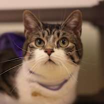 Thumbnail photo of Bingo #4