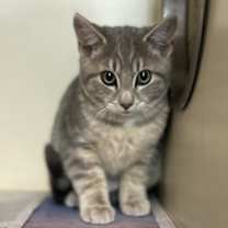 Thumbnail photo of Poe #1