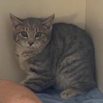 Thumbnail photo of Poe #3