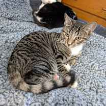 Thumbnail photo of Nutmeg #4