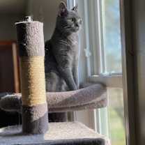 Thumbnail photo of Theodore #2