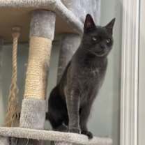 Thumbnail photo of Theodore #3