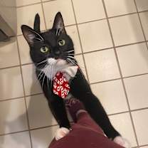 Thumbnail photo of Freddie #4