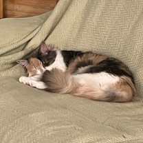 Thumbnail photo of Scarlet #2