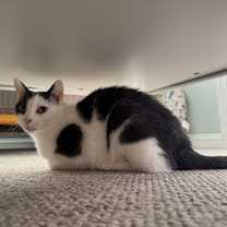 Thumbnail photo of Deacon #2