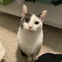 Thumbnail photo of Deacon #1